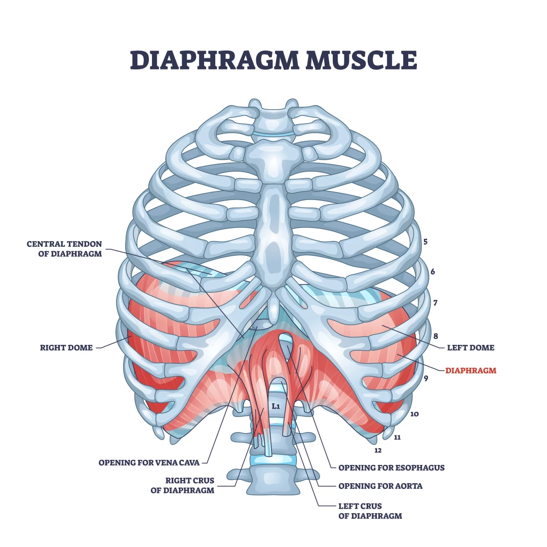 Diaphragm muscle as body ribcage dome muscular system outline diagram. The Diaphragm and the Pelvic Floor's role in engaging the core in yoga.