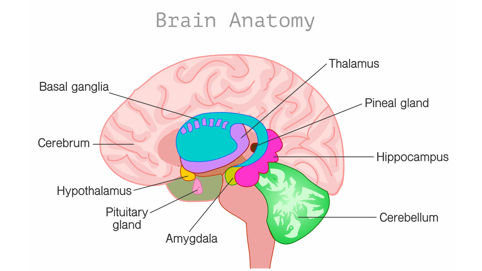 Image depicting the anatomy of the brain.