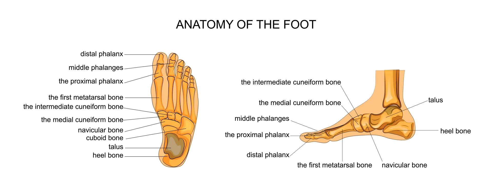 vector illustration of anatomy of the skeleton of the foot- being barefoot.