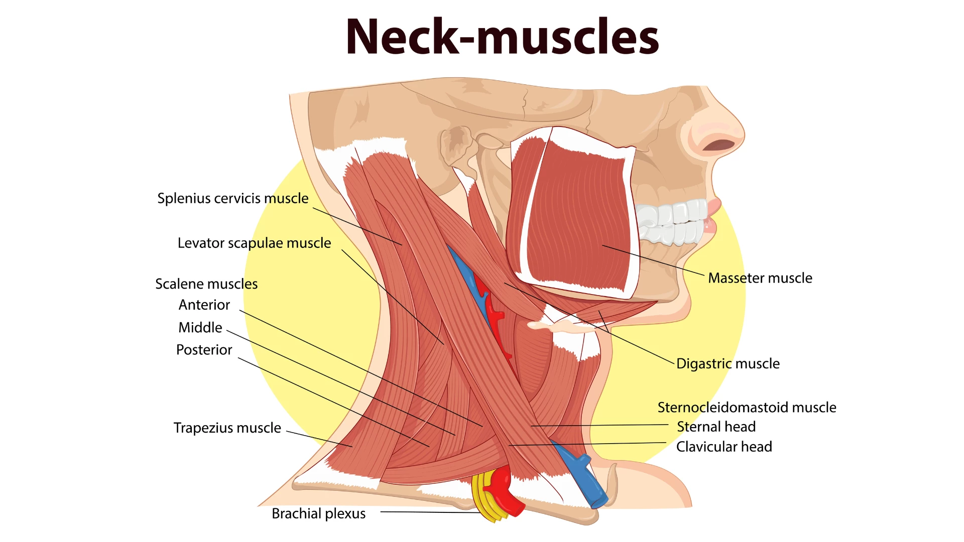 Illustration of the muscles of the neck. Learning the anatomy of the neck can help us to avoid neck pan.