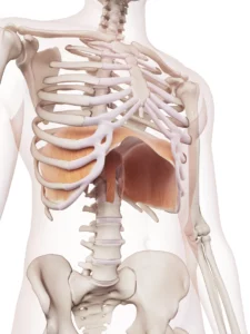 medically accurate muscle illustration of the diaphragm