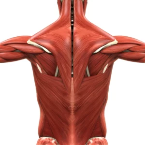 Fascia and concept of Interoception and how it can be related to the fascia network.