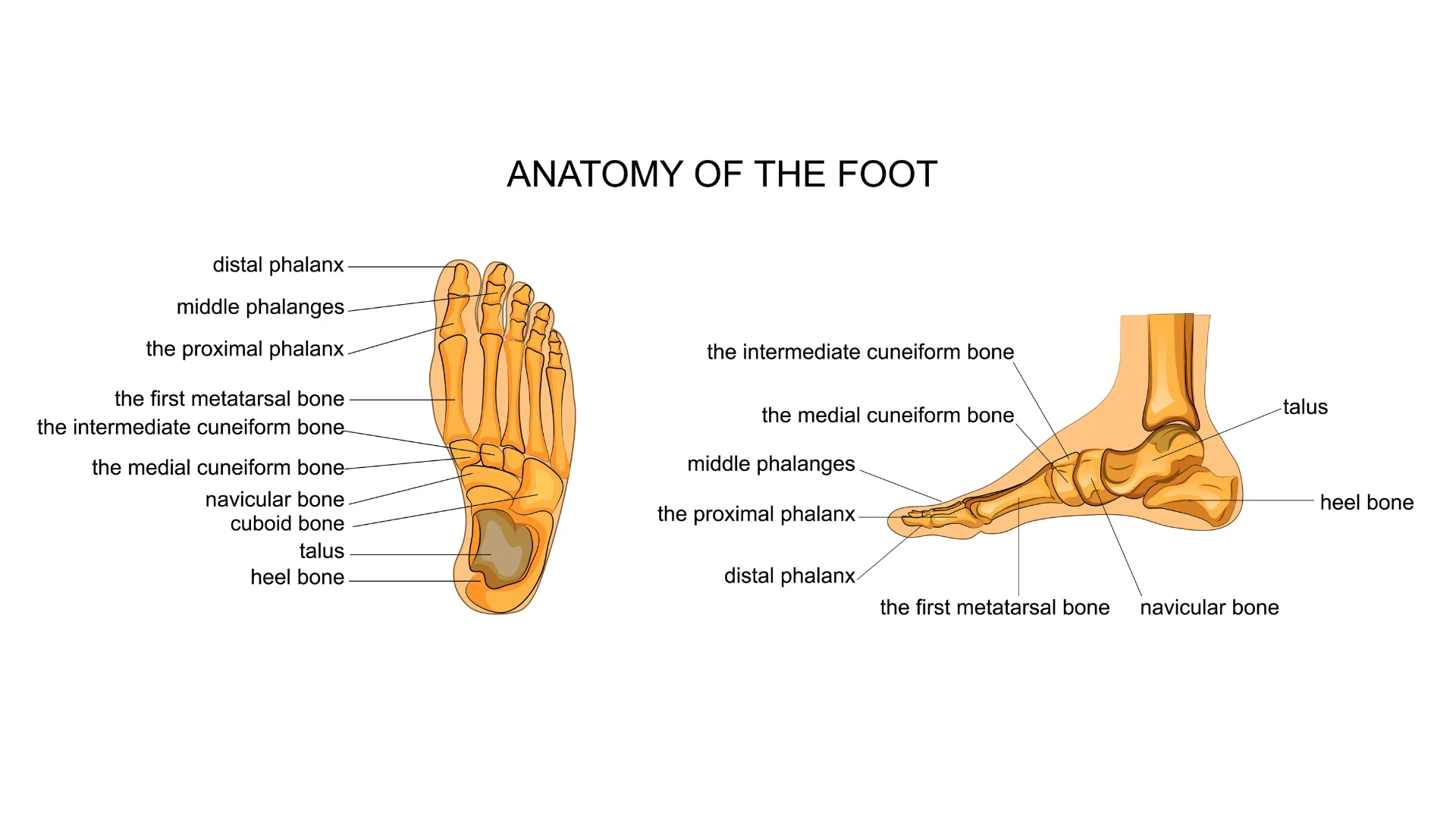 vector illustration of anatomy of the skeleton of the foot and concept of how ankles move.