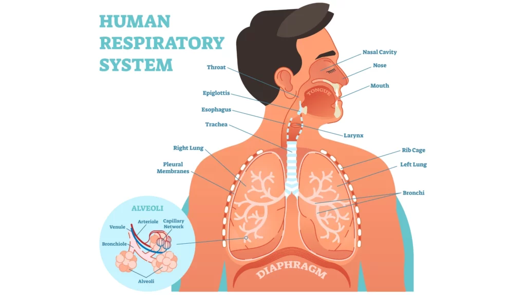 Human Respiratory System anatomical vector illustration, medical education cross section diagram with nasal cavity, throat, esophagus, trachea, lungs and alveoli.