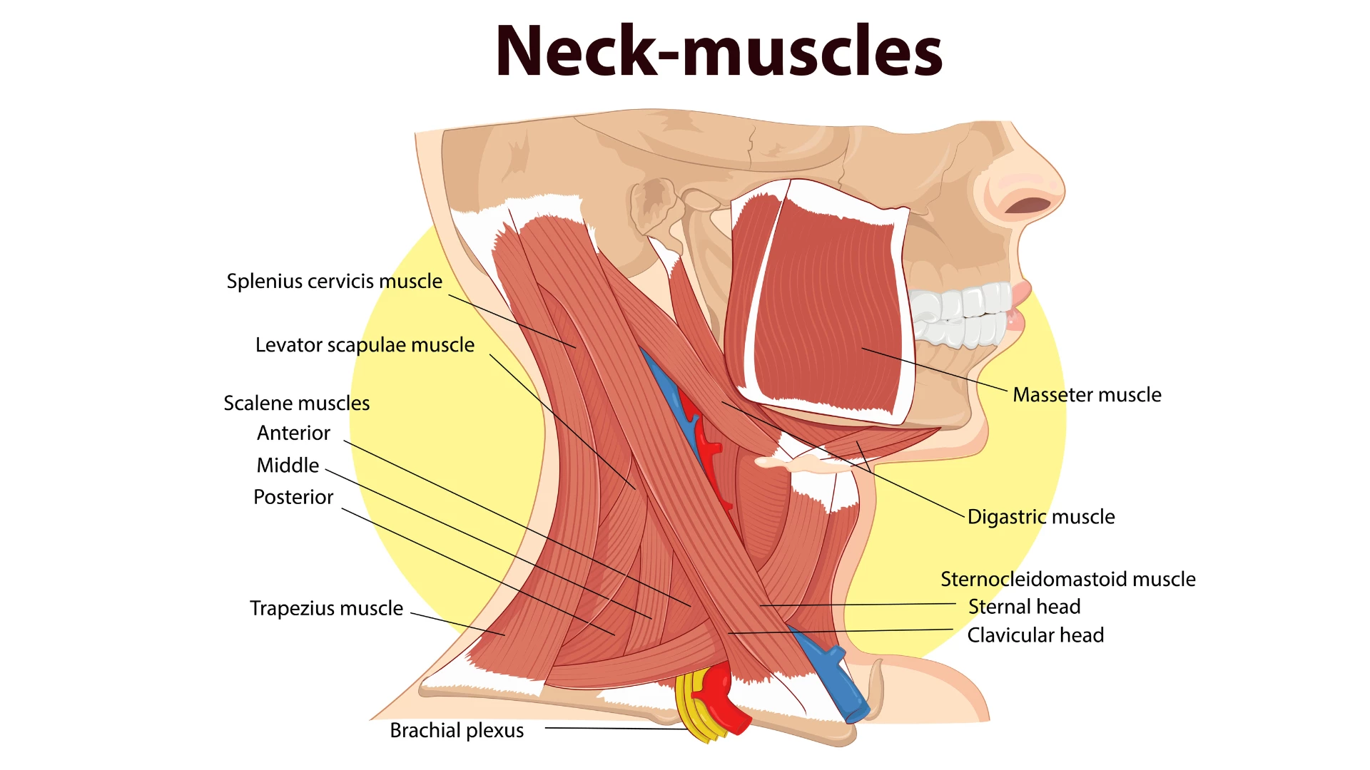 image shows the anatomy of the neck.