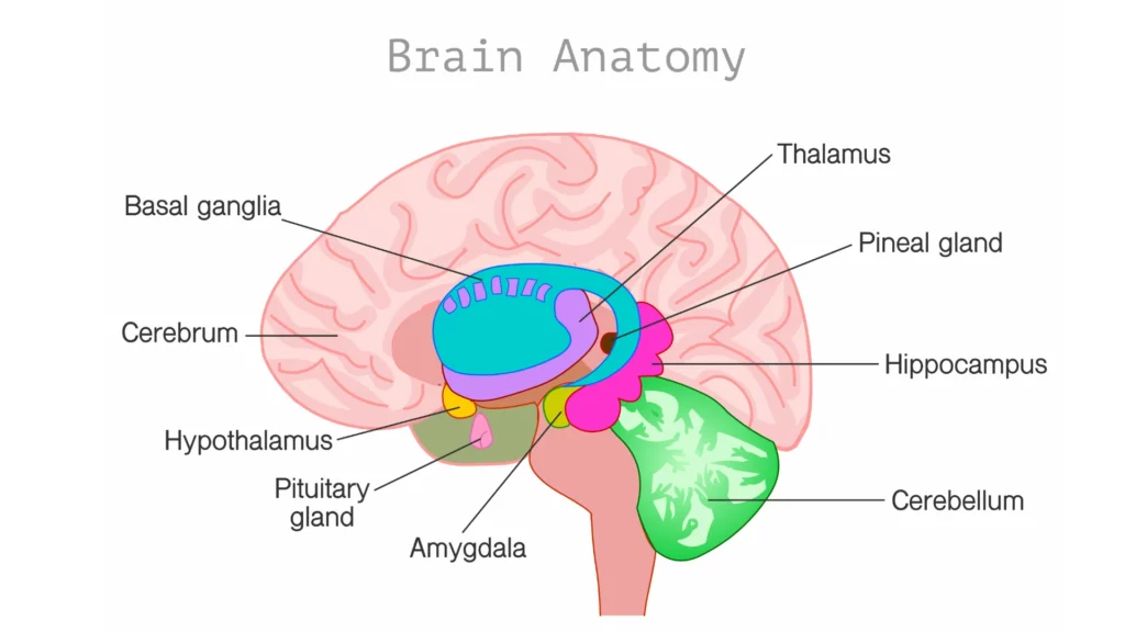 Brain anatomy, brain and yoga research,  and how the brain is affected when multitasking.