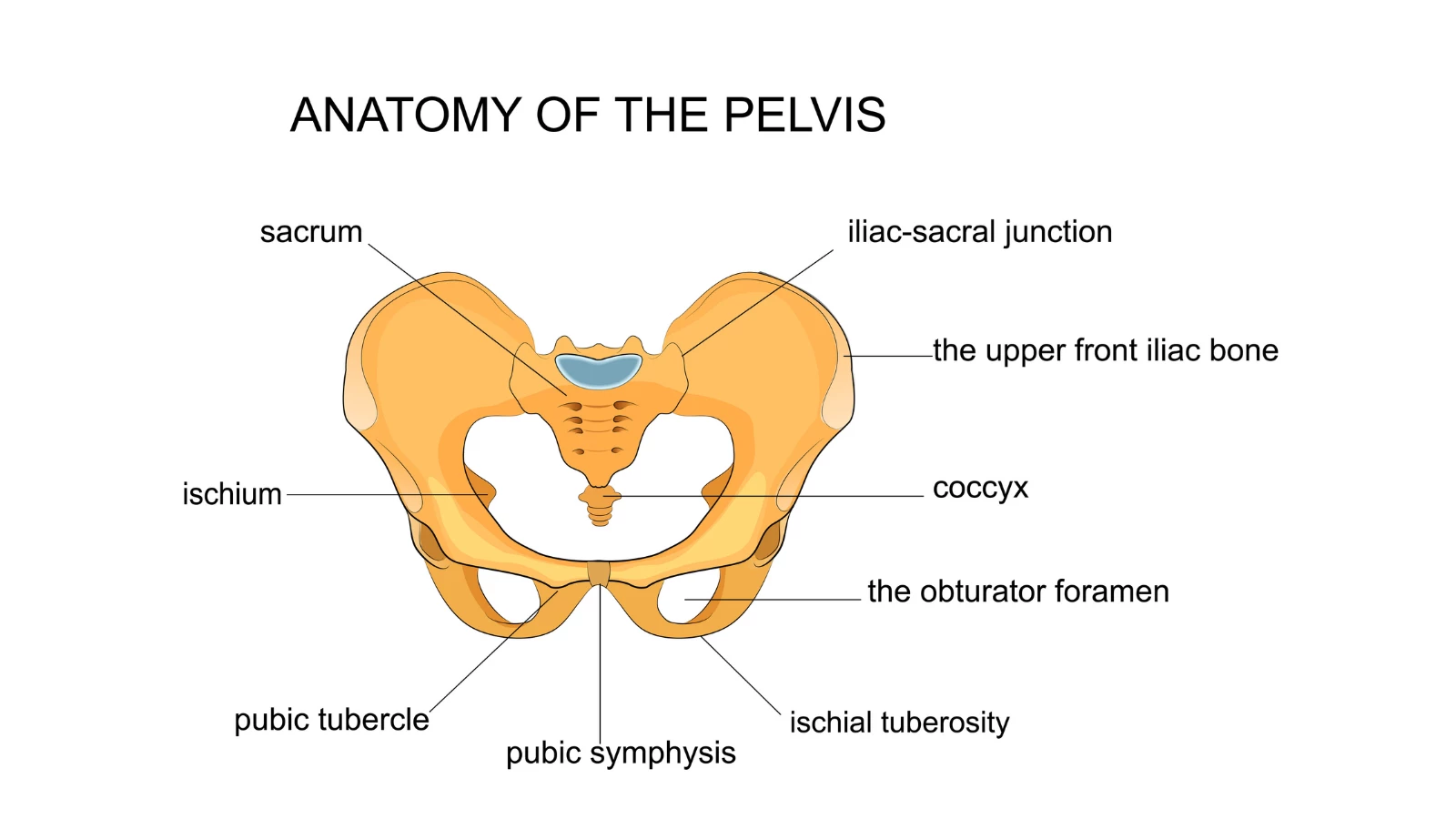 anatomy illustration of the hips and SI joints