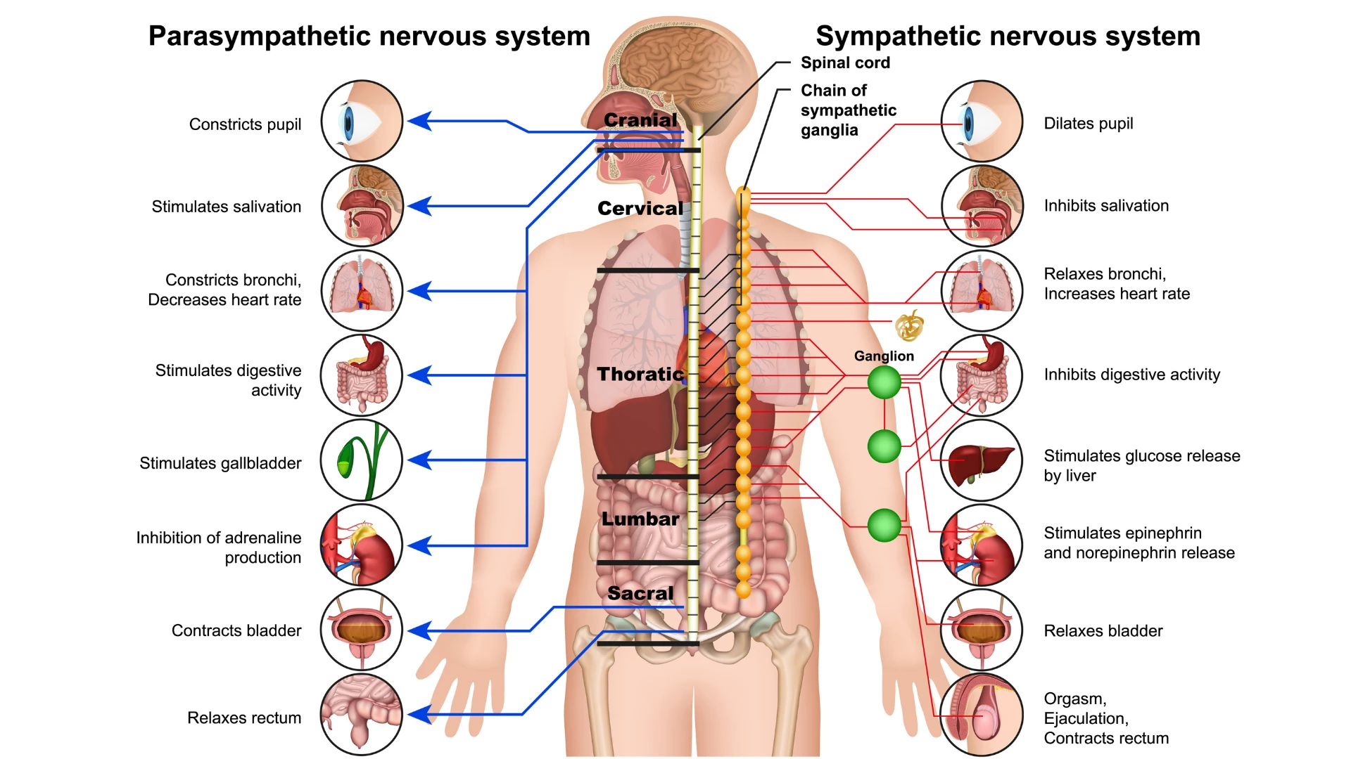  Illustration of the Nervous System.