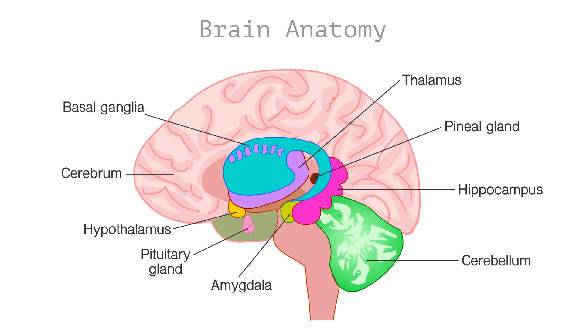  Illustration of the brain as part of the nervous system