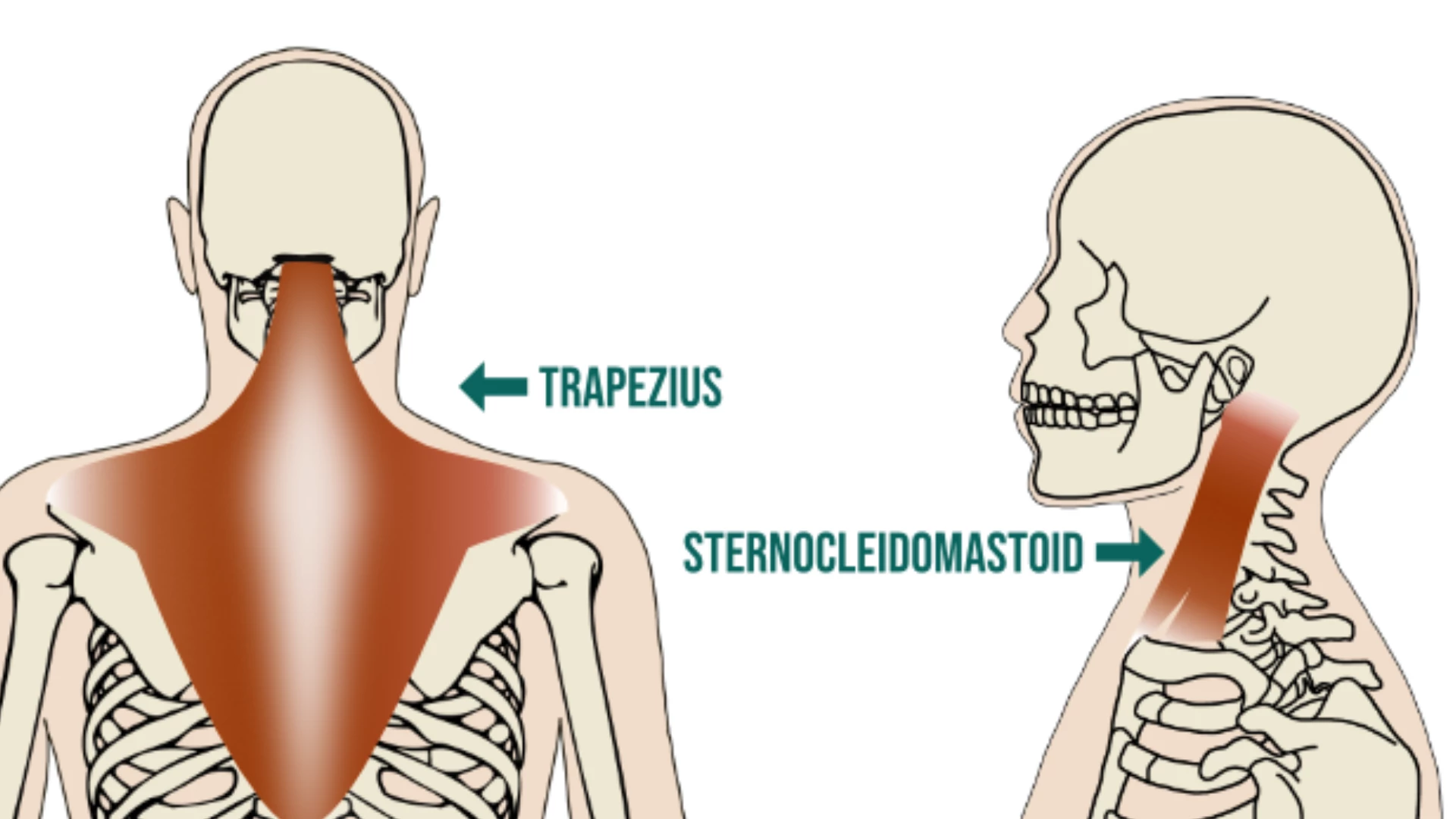 What could possibly be going on with your neck? Three main reasons for neck  tension - Sequence Wiz