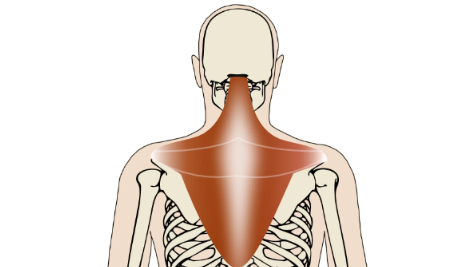 Image back of neck anatomy and neck pain and tension concept.