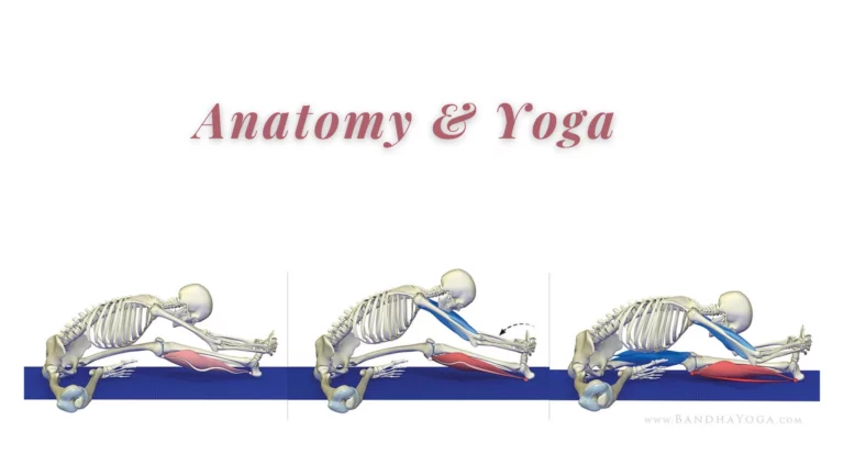 The Gastrocnemius/Soleus Complex in Yoga